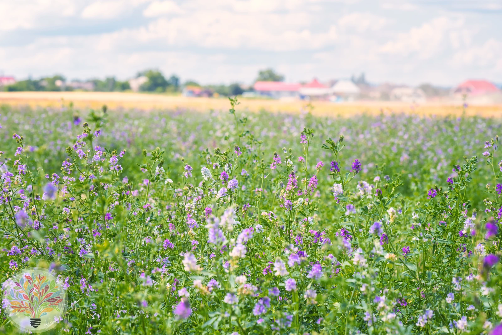 Violett blühende Pflanzen vor einem Ort am Rand einer offenen Landschaft