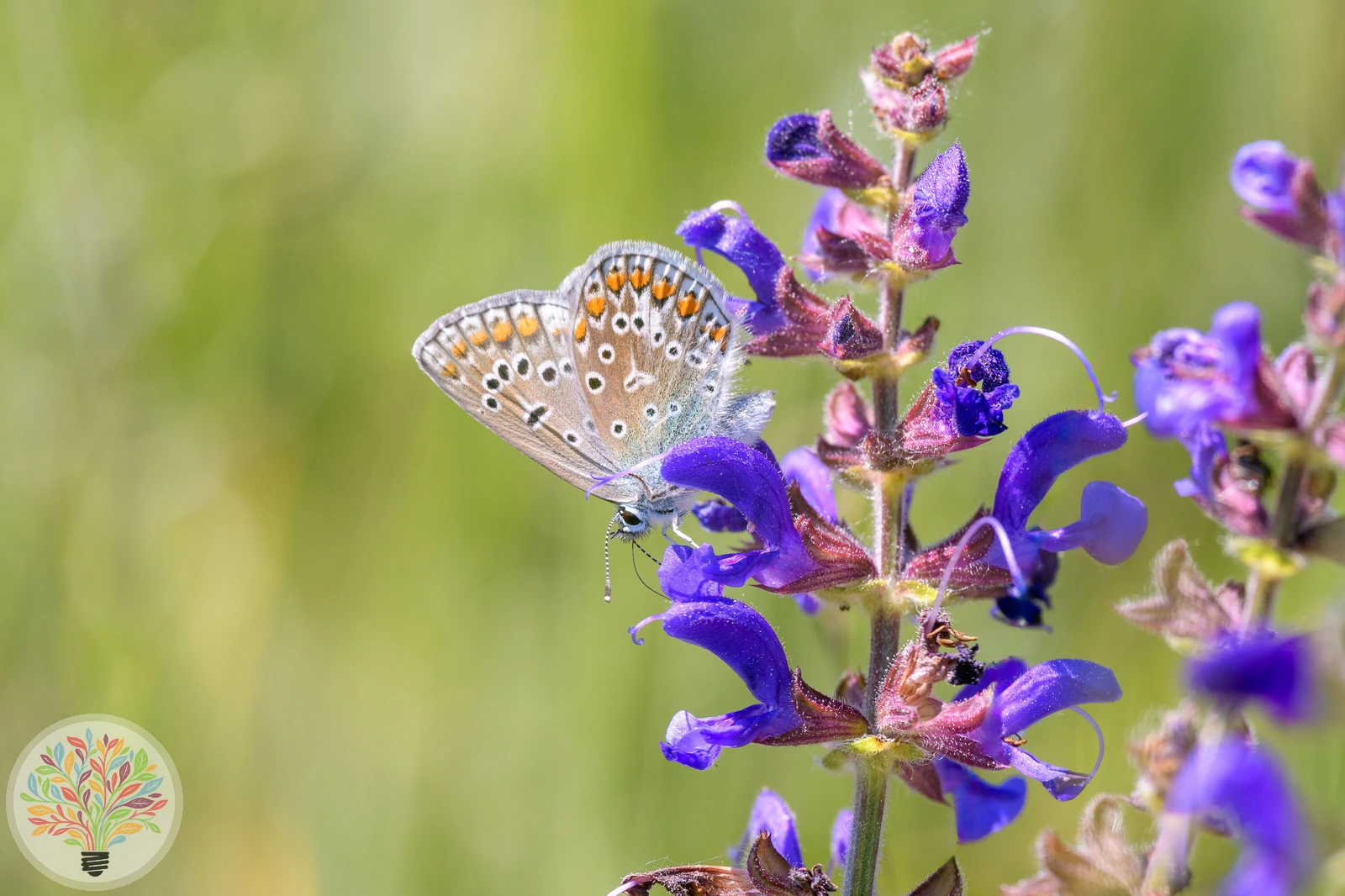 Ein Schmetterling sitzt an den violetten Blüten eines Wiesensalbeis